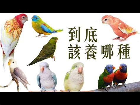 養什麼鳥好|新手可以養的三種觀賞鳥，好養又好看